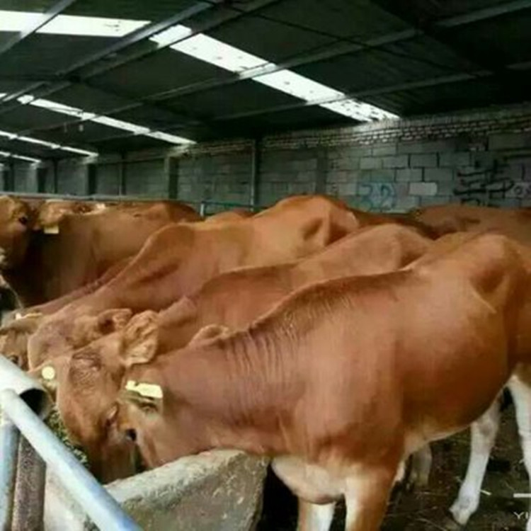 肉牛养殖场